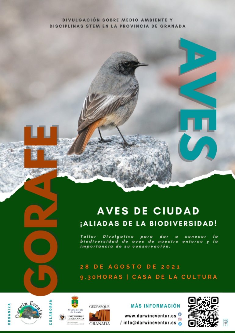 Aves de ciudad