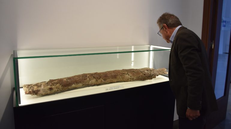 El Museo Arqueológico de Baza exhibe la defensa de mastodonte de más de un metro encontrada en el yacimiento Baza 1.